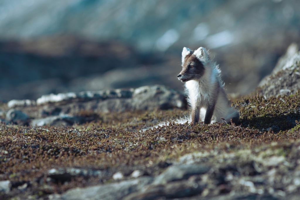 Ein Polarfuchs in Ostgrönland