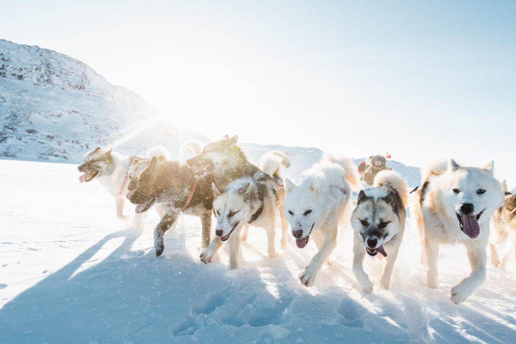 Hundeschlittenfahrt durch Neuschnee in Grönland