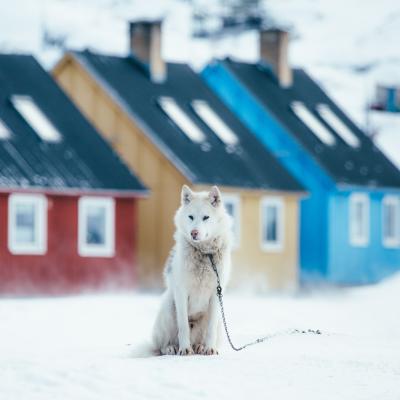 Ein Grönlandhund vor farbenfrohen Häusern in der Diskobucht