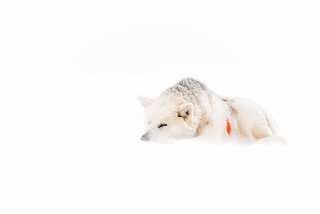 Grönländischer Schlittenhund macht Pause im Schnee
