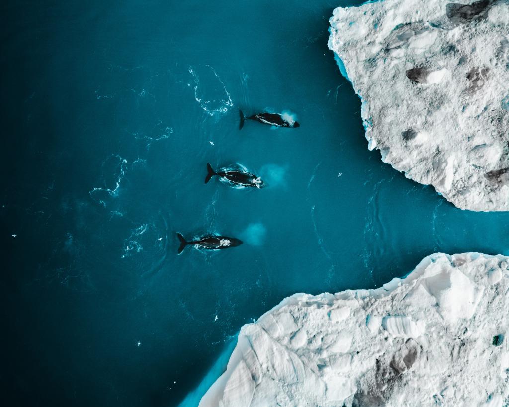 Buckelwale in der Diskobucht in Grönland