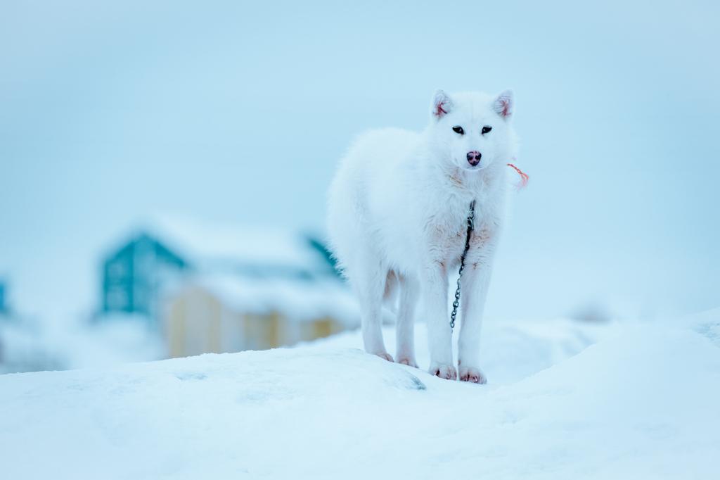 In Ilulissat gibt es zahlreiche Schlittenhunde