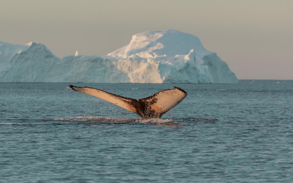Whale diving near Ilulissat among icebergs