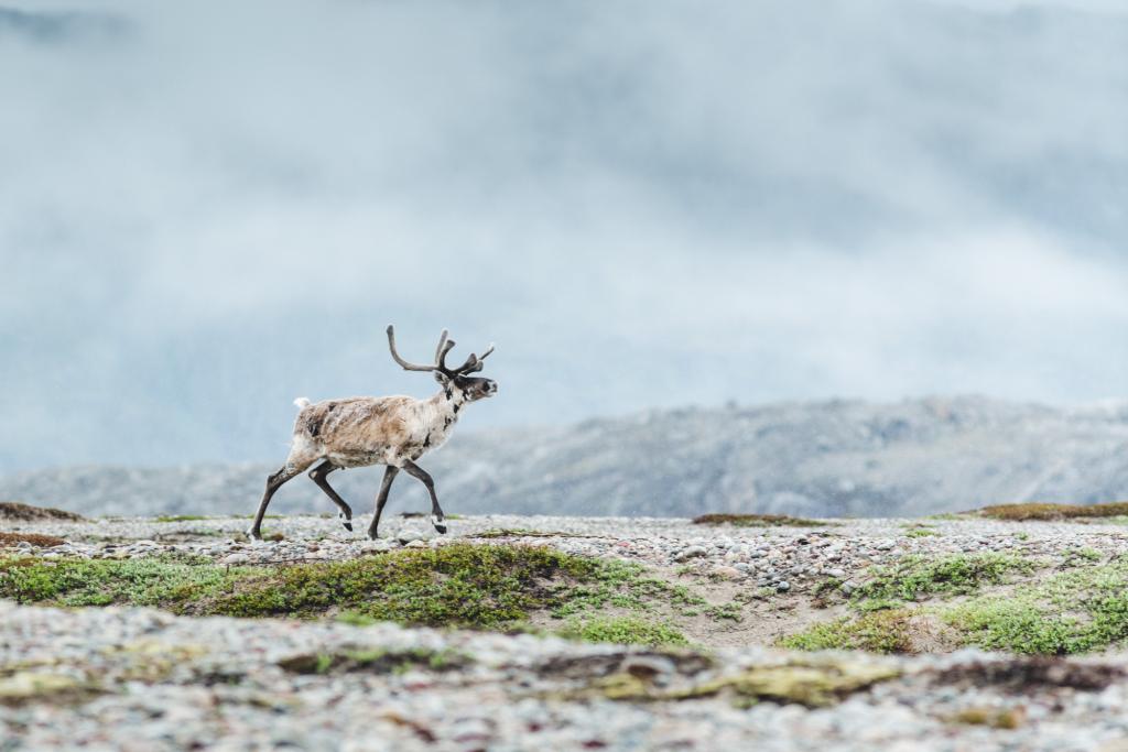 A reindeer roaming South Greenland