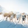 Dog sledding through fresh snow in Greenland