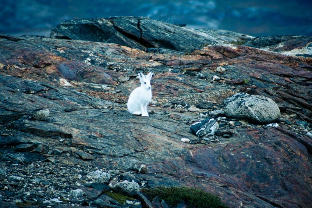 Arctic snow hare in Scoresbysund in Greenland