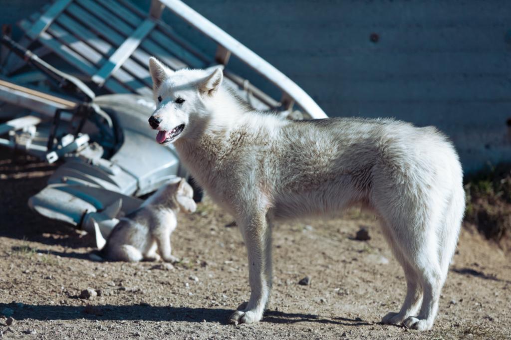 A Greenlandic dog with a puppy