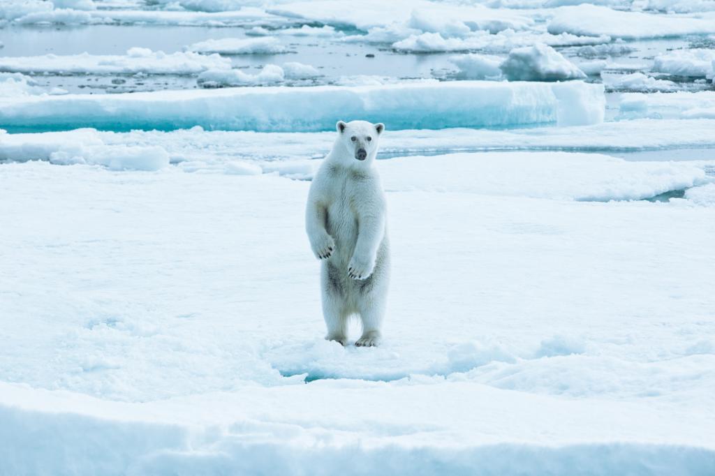 Polar bear in Greenland in Scoresbysund