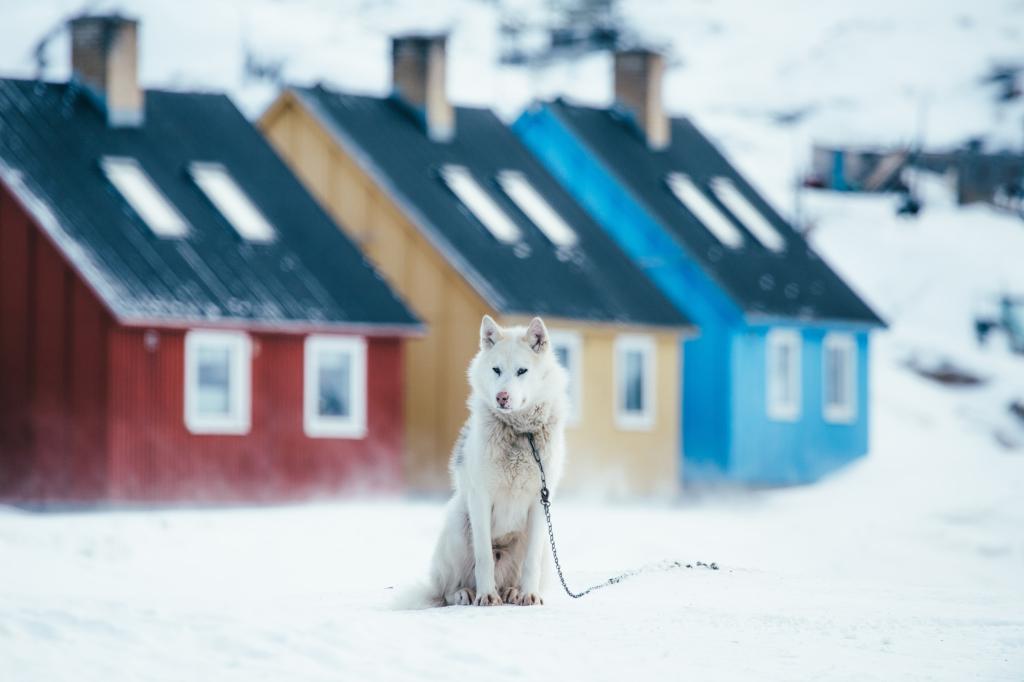 A Greenland dog in front of colourful houses in Disko Bay