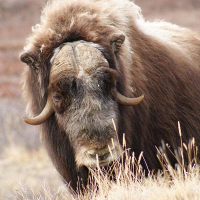 Musk Ox in the backlands from Kangerlussuaq