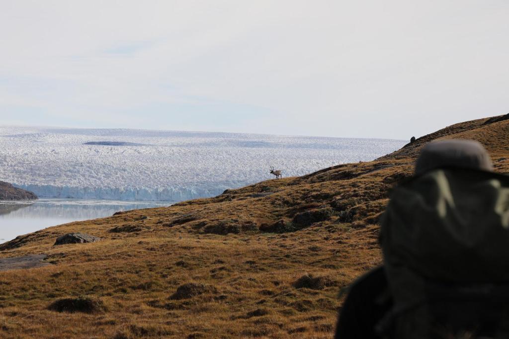 Reindeer near the iceberg lake Iluliartooq