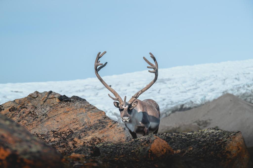 Reindeer roaming the Arctic Circle Region