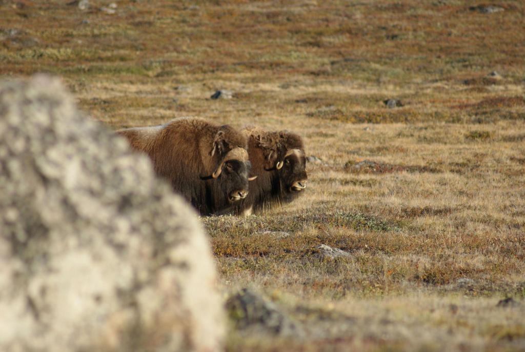 Two musk oxen grazing