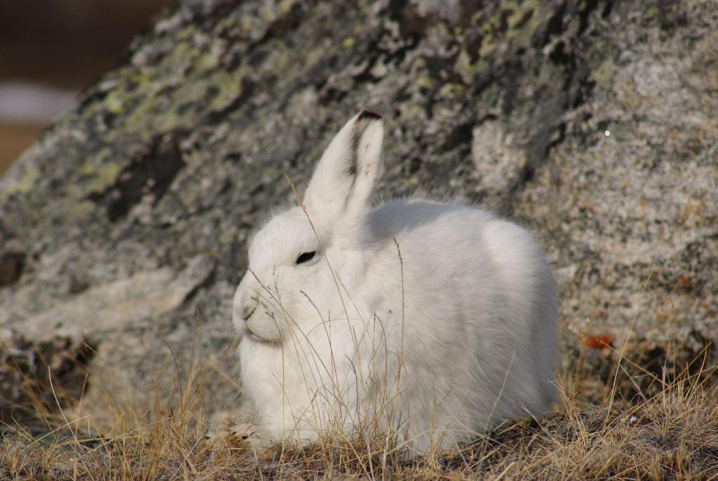 Snow hare in the hinterland of Kangerlussuaq