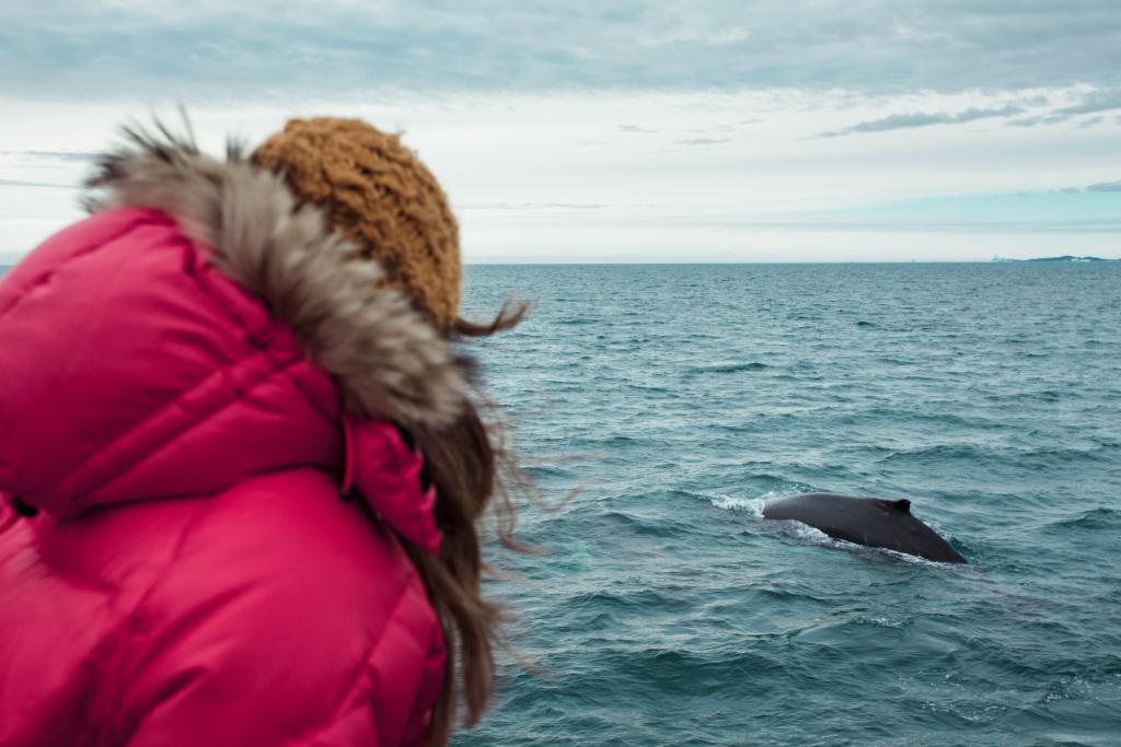 Whale watching near Qeqertarsuaq in Disko Bay