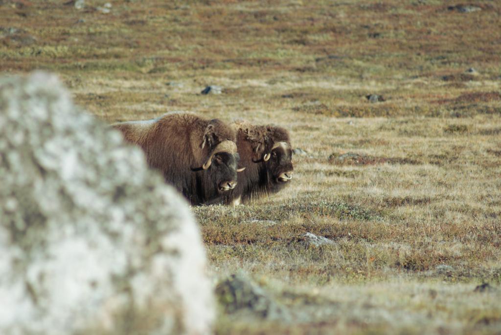 Musk oxen in Greenland