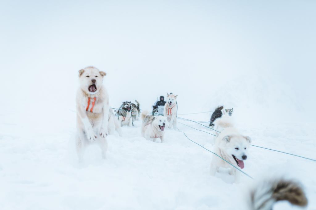 Whatever the weather - the Greenland Dogs are ready